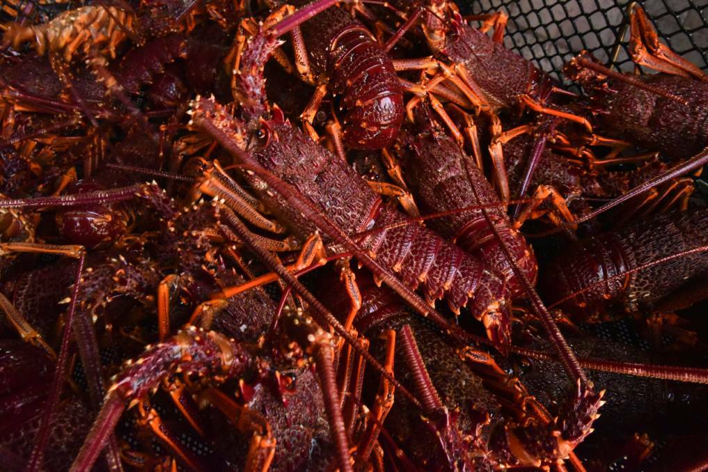 Lobster toxin levels deemed safe for season start
