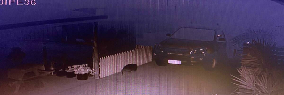 CHEEKY: The wombat exiting a gazebo on Burghley Street after inspecting it at 4.45am on Saturday.