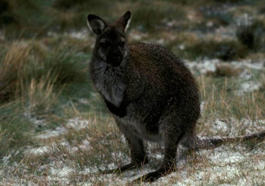 Commercial proposal for wallaby cull