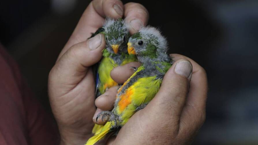 Parrot survival rate falls