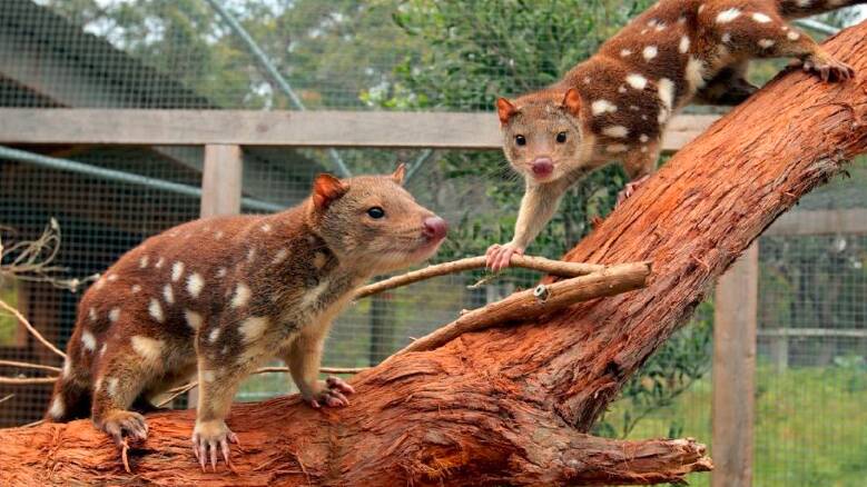 The spotted-tail quoll has been acknowledged as being significantly under threat by the state's feral cat population.