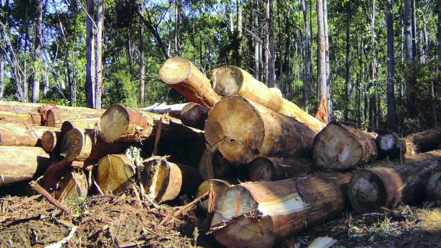 Contention over new forestry plan