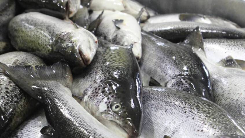 Reduction in salmon numbers for Macquarie Harbour