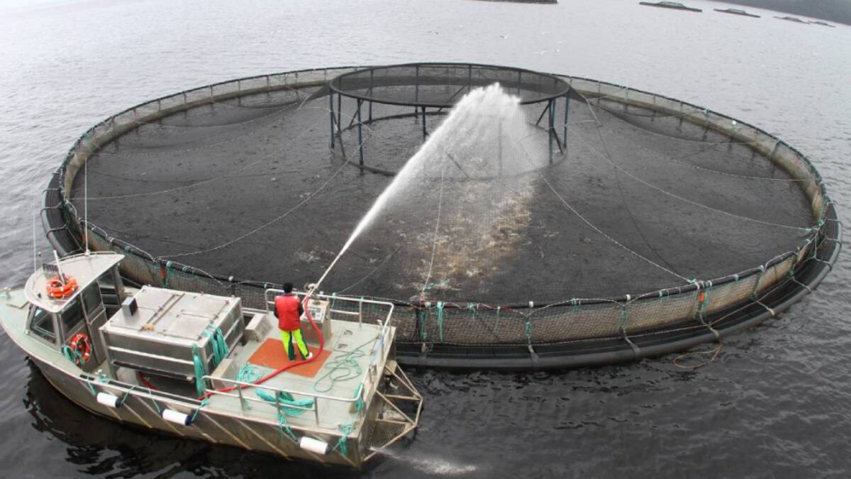 Call to ban fish-farming in Norfolk Bay