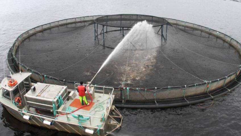 A Legislative Council committee in 2022 recommended the government develop a plan with industry to reduce inshore fin-fish farming sites in Tasmania.
