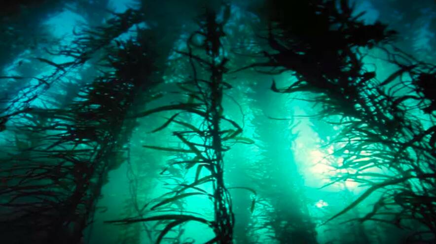 Seaweed forests discussed at meeting