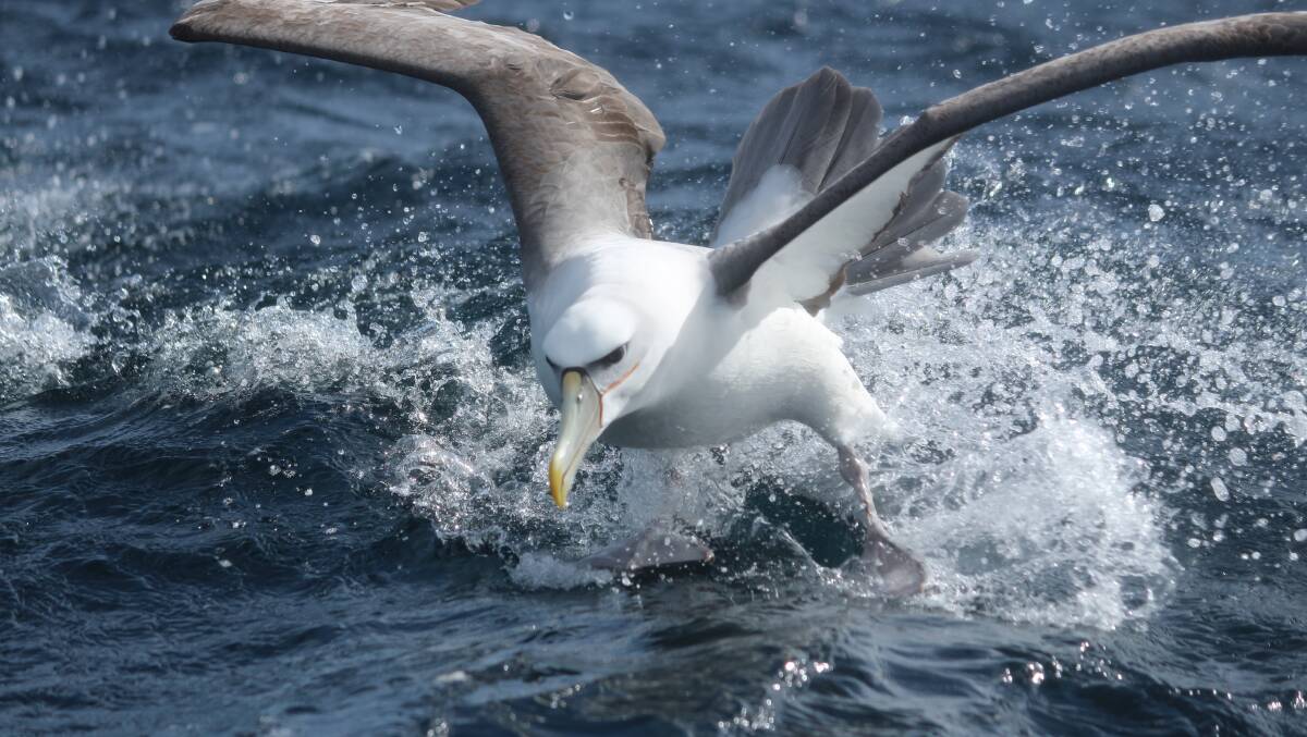 An albatross in action. Picture: Lauren Roman