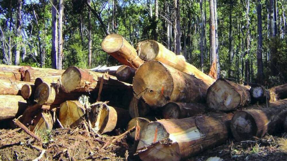 State forest plan hits snag