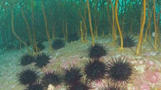 The invasive sea urchin has provided a commercial opportunity for the production of uni, however, has destroyed vital habitat for other marine creatures.