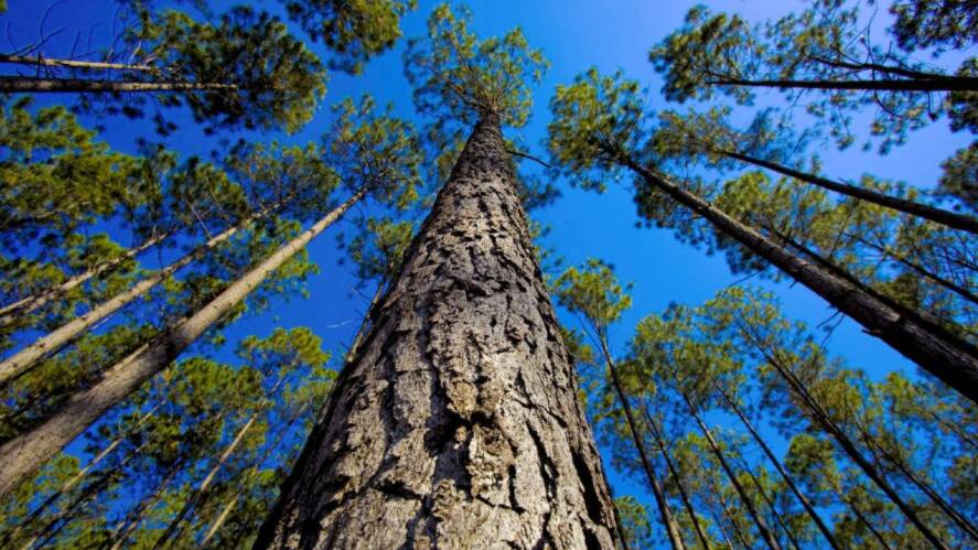Deforestation declaration won't impact logging in Tasmania, minister says