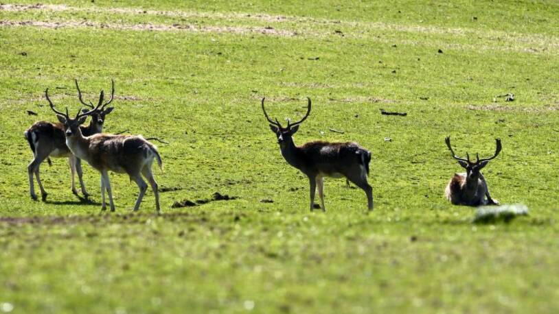 Ethics around wild fallow deer strategy questioned
