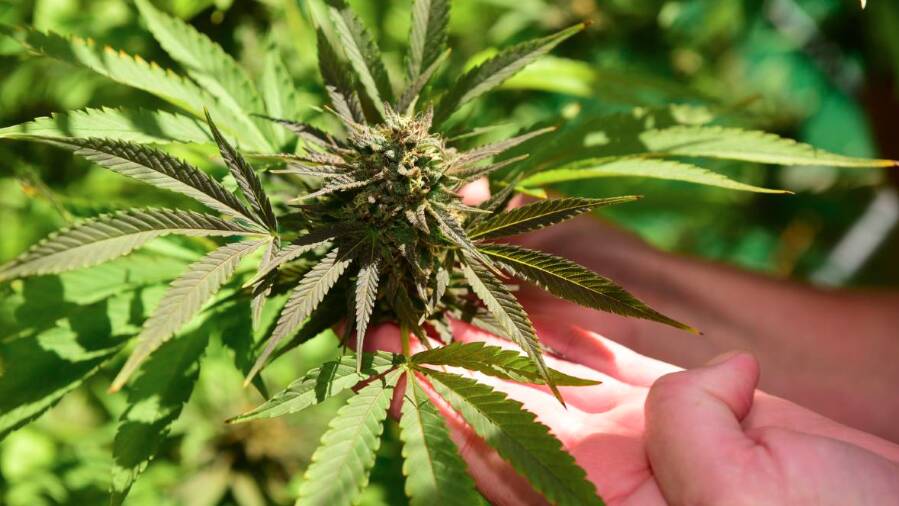 Cannabis consumption high in Tasmania