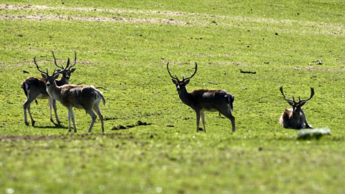 Tasmanian deer hunters have criticised a deer management strategy proposed by environmentalists.