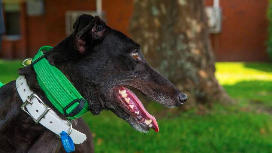 TasRacing rehomes more retired greyhounds