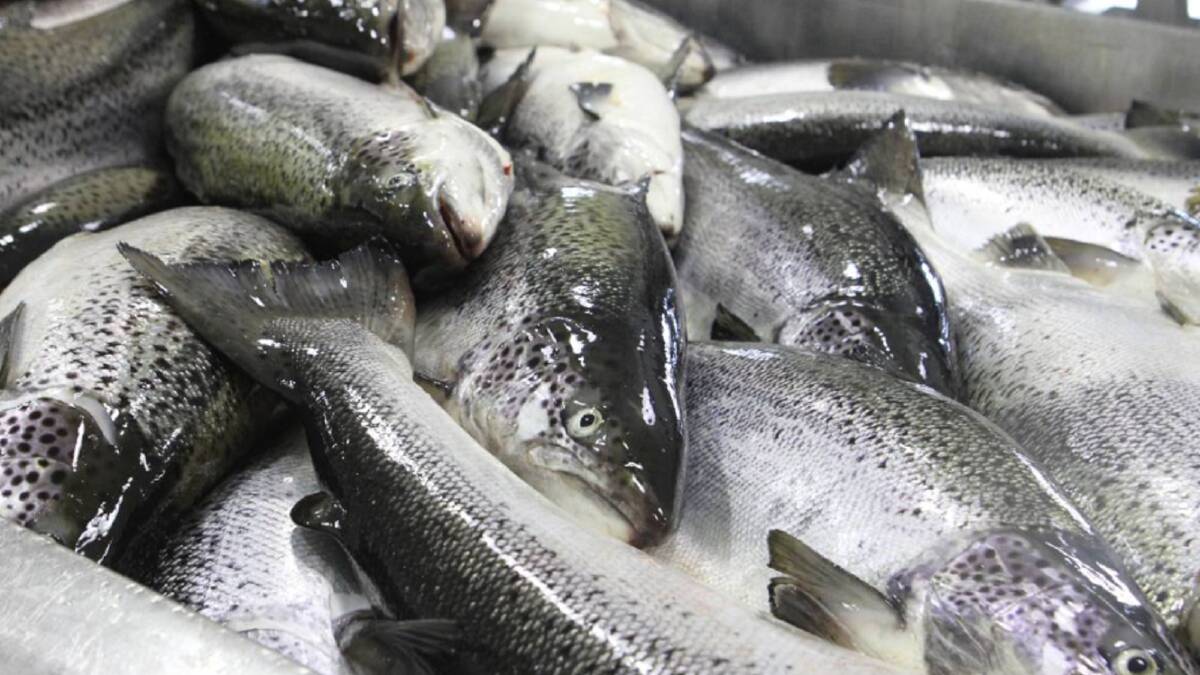 Government considers a move to make salmon companies pay rent on farms