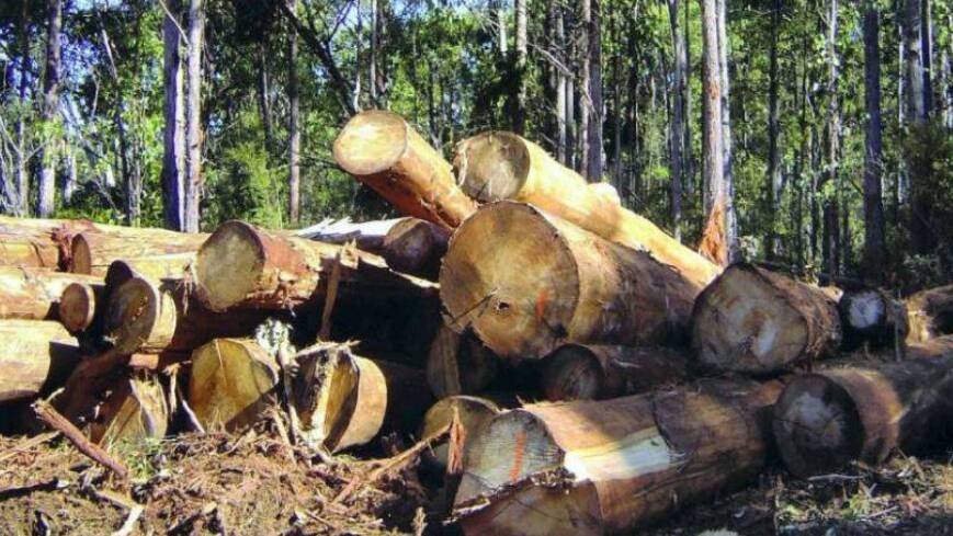 Court decision on native forest logging looms