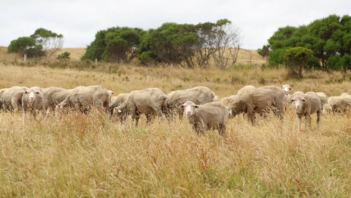 Some of John MacNamara's superfine Merinos grazing on King Island pasture.