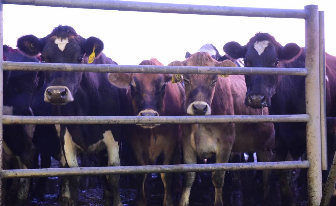 Forecast positive for those in dairy industry