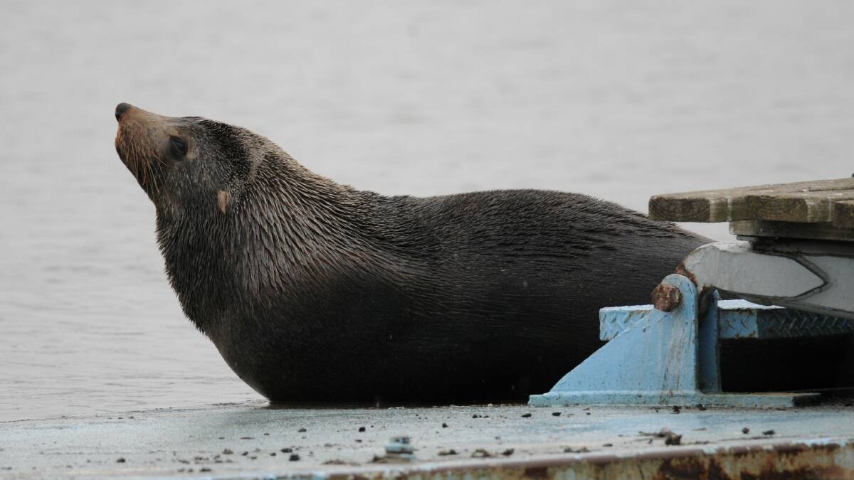 Peter McGee, of Swansea, says there have been many timea he has caught a fish only for it to be taken by a seal.