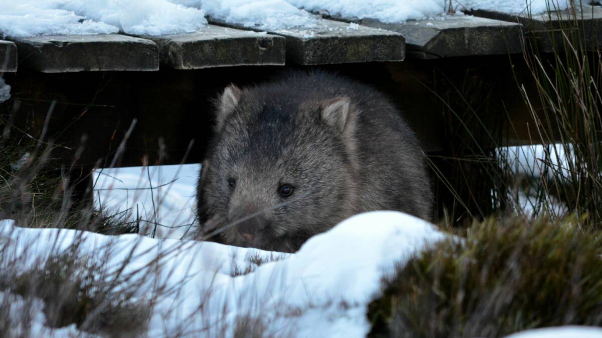 A.R. Trounson, of Needles, says about 3000 people have thrown their support behind a petition to stop wombat culling in Tasmania 