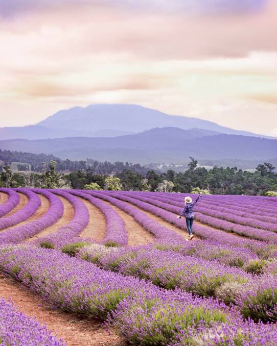 UNMISSABLE: A visit to Bridestowe Lavender Estate is a must during high summer. Picture: Jamie Douros and Camille Helm