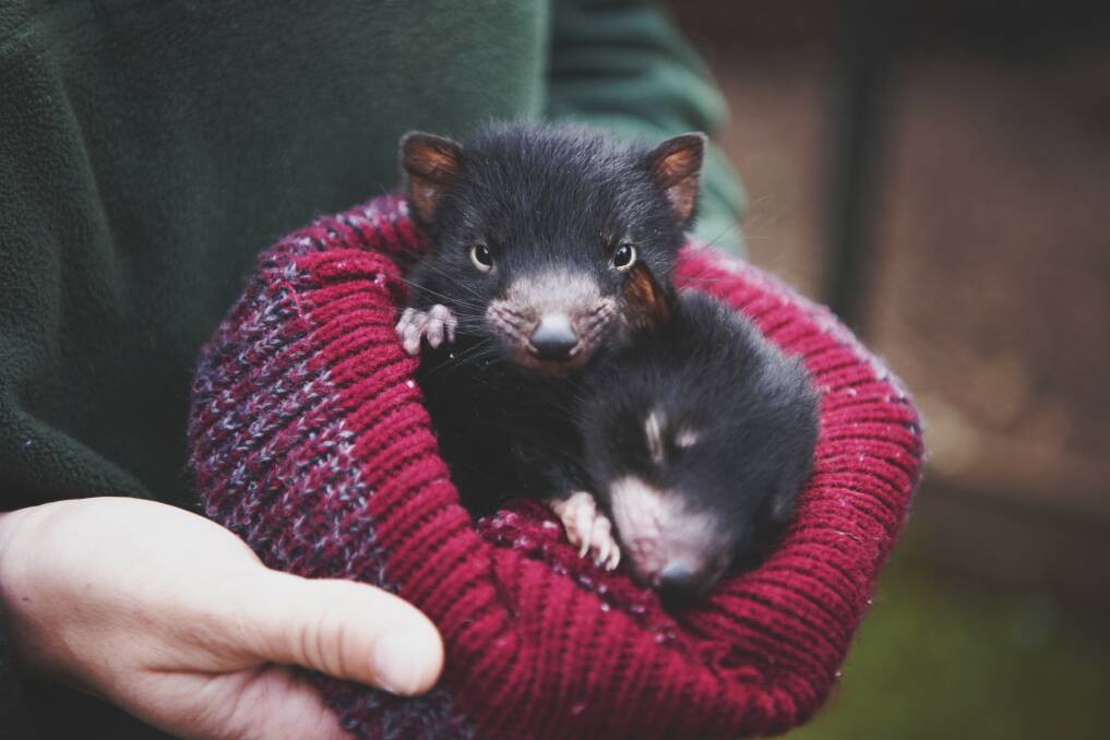 Meet the locals: Get up close with the very cute Tasmanian devils at one of the state's devil sanctuaries. Picture: Lauren Bath
