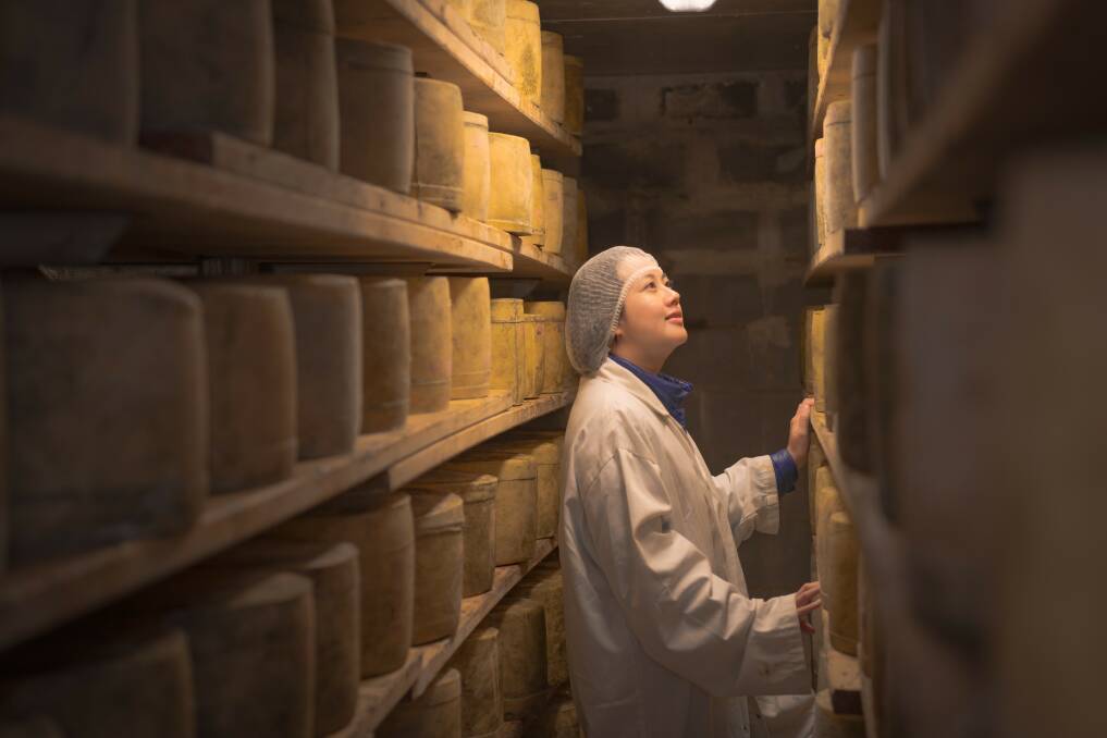 AGED WELL: Discover Pyengana Dairy's famous aged hard cheeses, including their much-awarded cloth-bound cheddar. Picture: Wai Nang Poon
