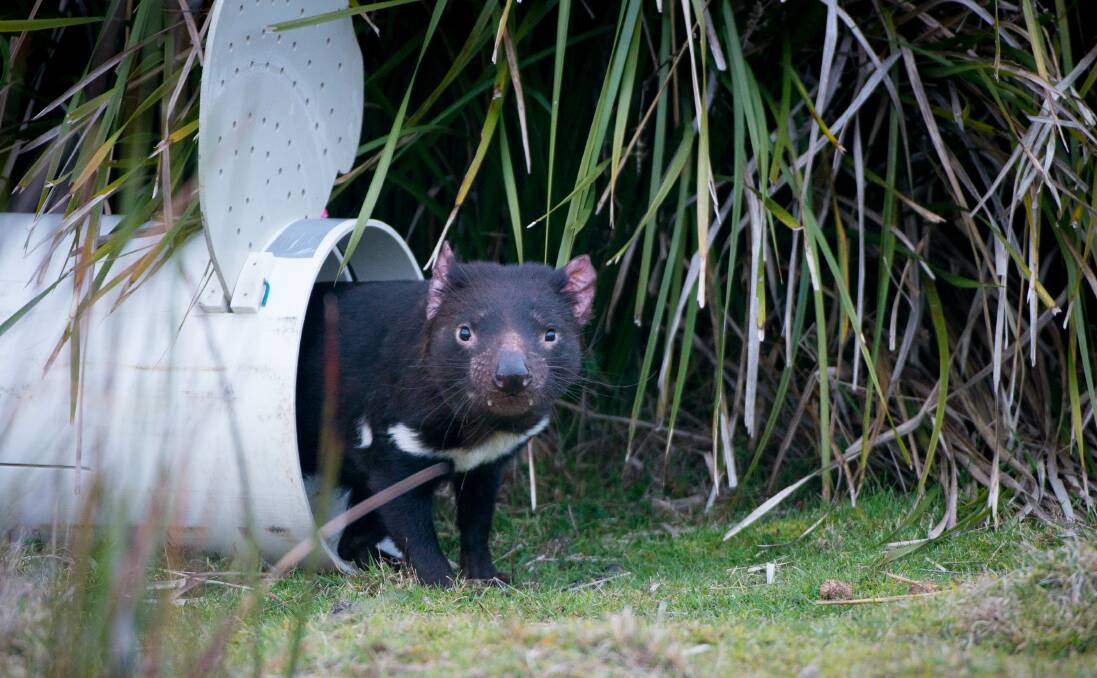 GREAT ESCAPE: One of 33 vaccinated Tasmanian devils released at Stony Head in the North-East on Tuesday as part of a recovery trial. 