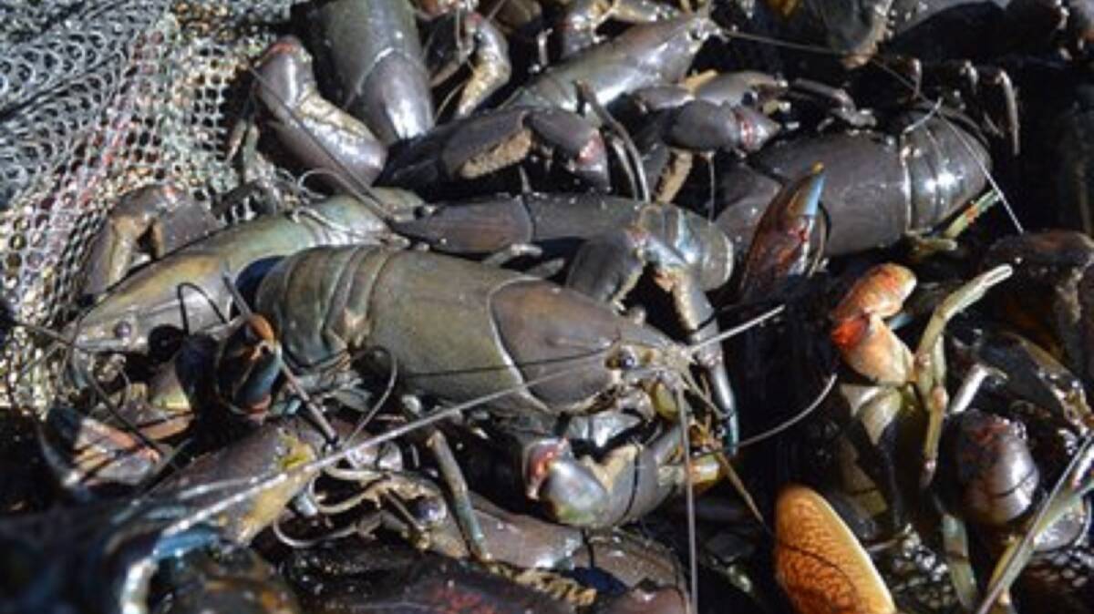 INTRUDER: Mainland yabby, cherax destructor, has been found in a Central Highlands lake, which has been closed until they can be eradicated. 