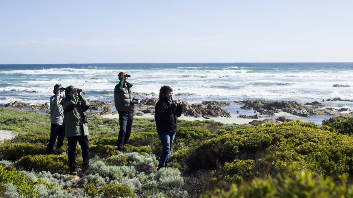 PROJECT TAKES FLIGHT: A new bird monitoring program on King Island will see volunteers observe the birds living on and visiting the island into the future. Picture: Raphaele Tolron