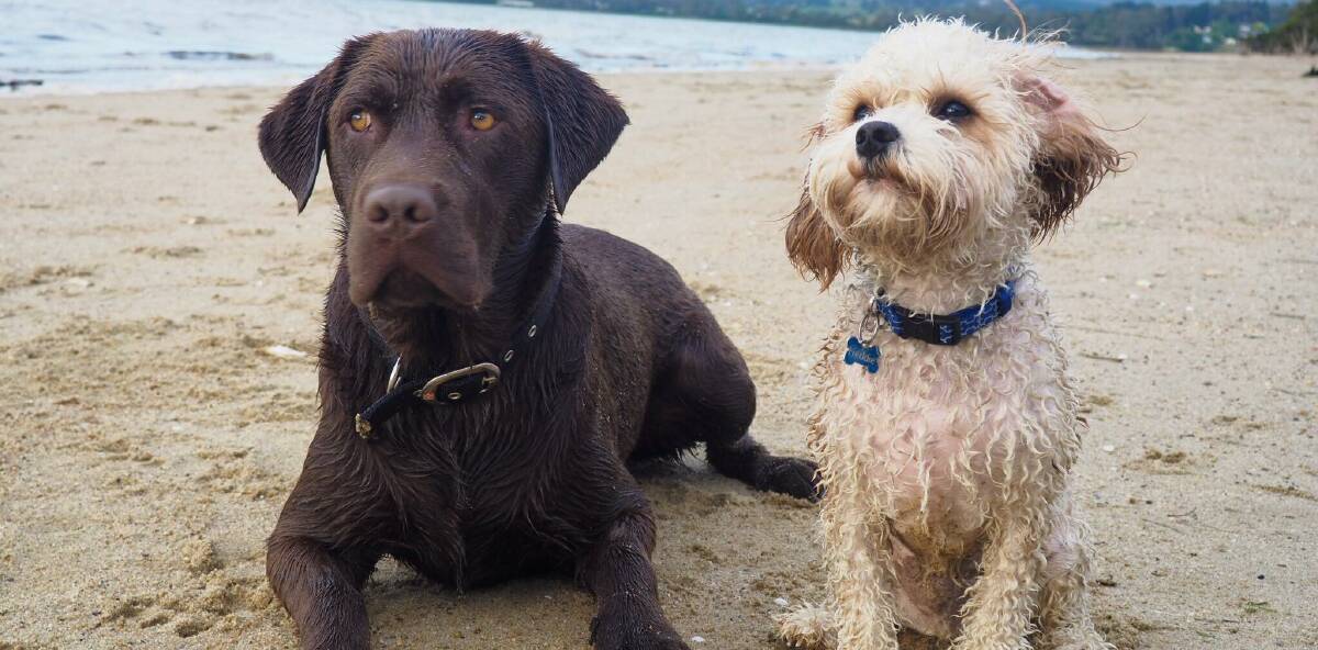 BEACH READY: Enjoying a run at Paper Beach at Swan Point are friends Hunter, a chocolate Labrador, and Freddie, a Cavoodle. Picture: Melissa Mobbs