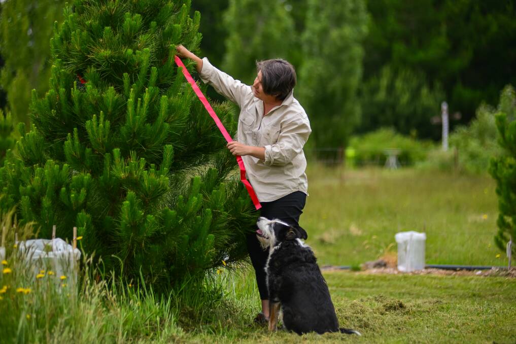 'TIS THE SEASON: Owner of Killiecrankie Farm Nursery and Christmas Tree Farm Lee Adamson-Ringk ties a ribbon and name tag on a tree that has been purchased, as Molly 'The Christmas Tree Dog' watches on. Picture: Phillip Biggs