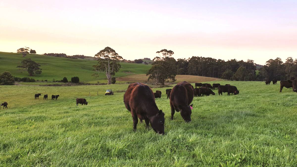 The family behind Glen Torrie Pastures plans to build a resilient and sustainable farm for the future. Click on the image to visit Tasmanian Farmer on Facebook. Picture by Pippa Mills