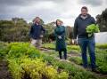 SEED FREAKS: Garden manager Maurice 'Momo' Henault and new Seed Freaks owners Kate Tier and Florian Bonenfant check out their leaf varieties at Wobblestone Regenerative Farm near Hobart. PHOTOS: Supplied