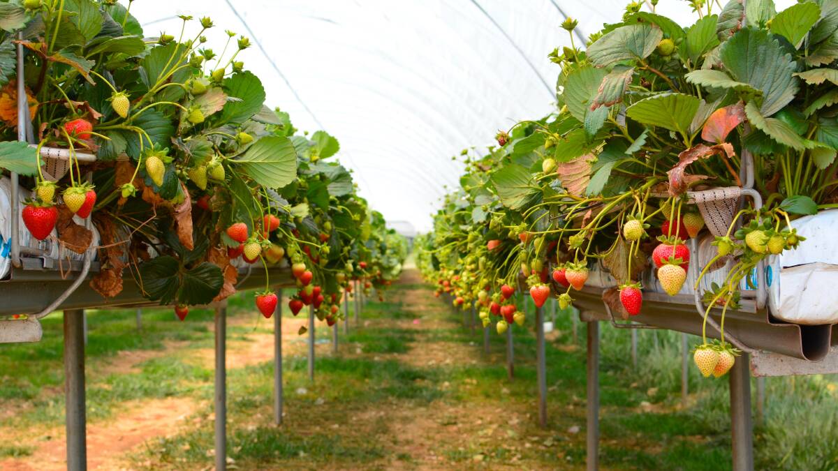 Proudly Tasmanian-grown, Driscoll's 'Sweetest Batch' strawberry is making the move onto national shelves this season after successful on-farm trials. Click on the image to visit Tasmanian Farmer on Facebook. Picture supplied