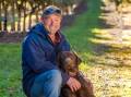 BLACK DIAMOND: Harvest season has begun at Truffles of Tasmania with star employee, Ace the Labrador, hunting down delicious black truffles for customers to enjoy. PHOTO: Phillip Biggs 
