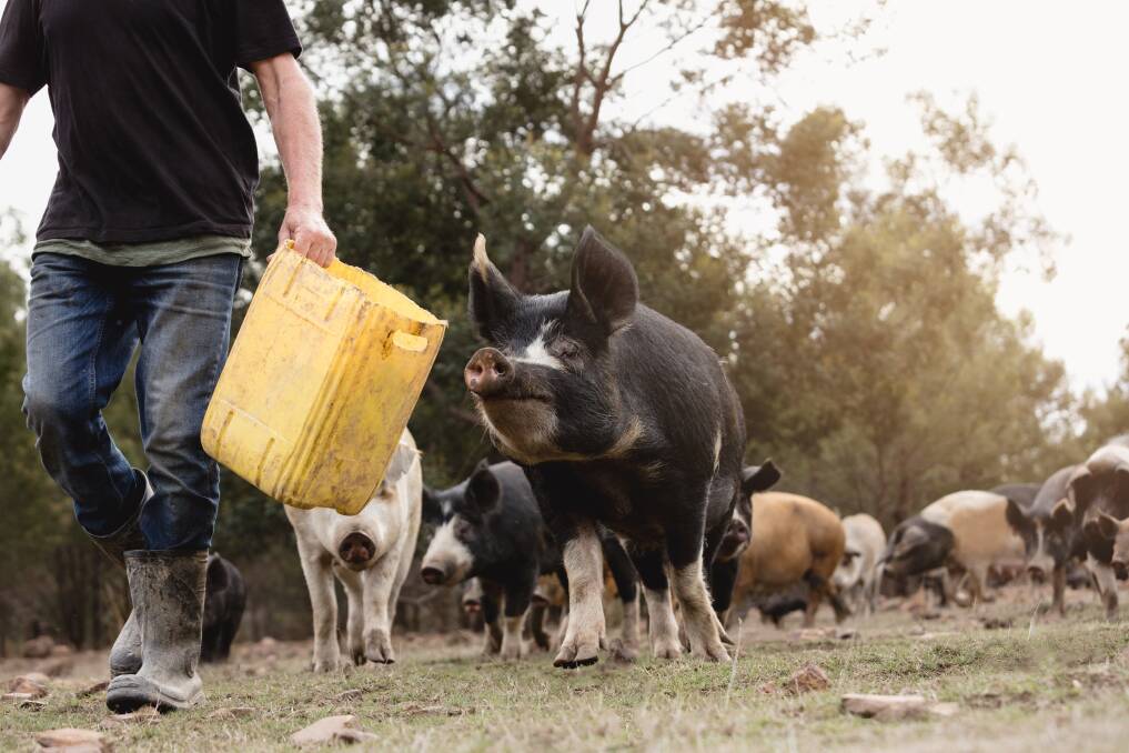 FREE RANGE: Long Name Farm founders Phil Outtram and Selina Smith are raising healthy and happy heritage pigs on the east coast. Click on the image to visit Tasmanian Farmer on Facebook. Picture Samuel Shelley.