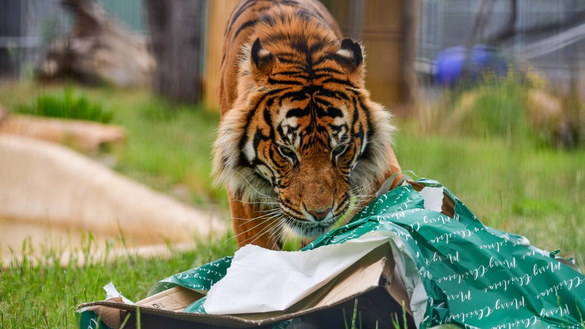 Watch the animals have a ripper Christmas at Tasmania Zoo