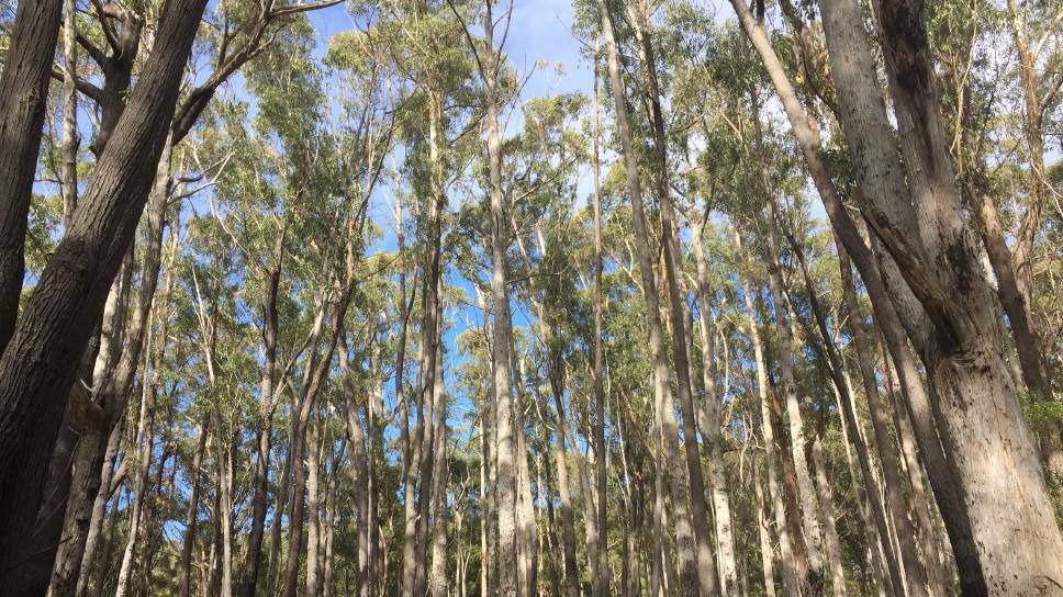 An area within the Future Potential Production Forest land near the Douglas-Apsley National Park. Picture: supplied