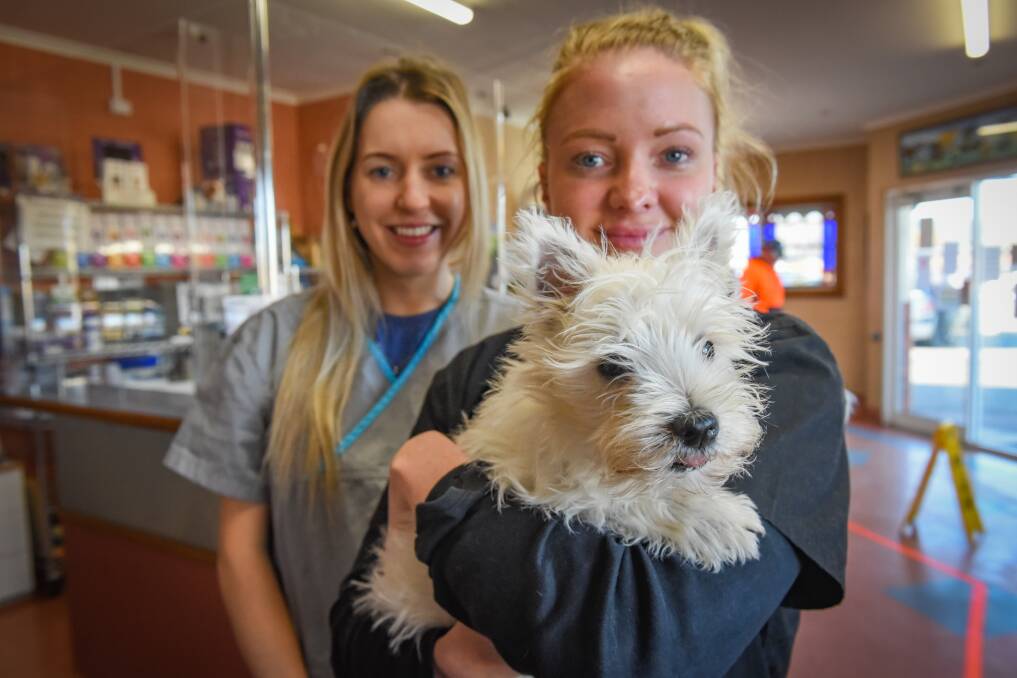 RUFF TIME: Mowbray Veterinary Clinic vet Kelly McKenzie and vet nurse Kate Schouten with four-month-old puppy Charlie. Picture: Paul Scambler