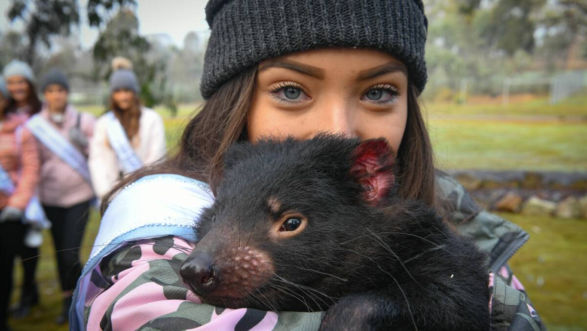 TWO NATIVE AUSTRALIANS: Sade Goldsmith of Queensland gets a cuddle with Opra the Tasmanian Devil. Picture: Paul Scambler 