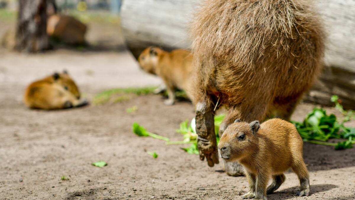 Weird South American rodent has adorable puppies