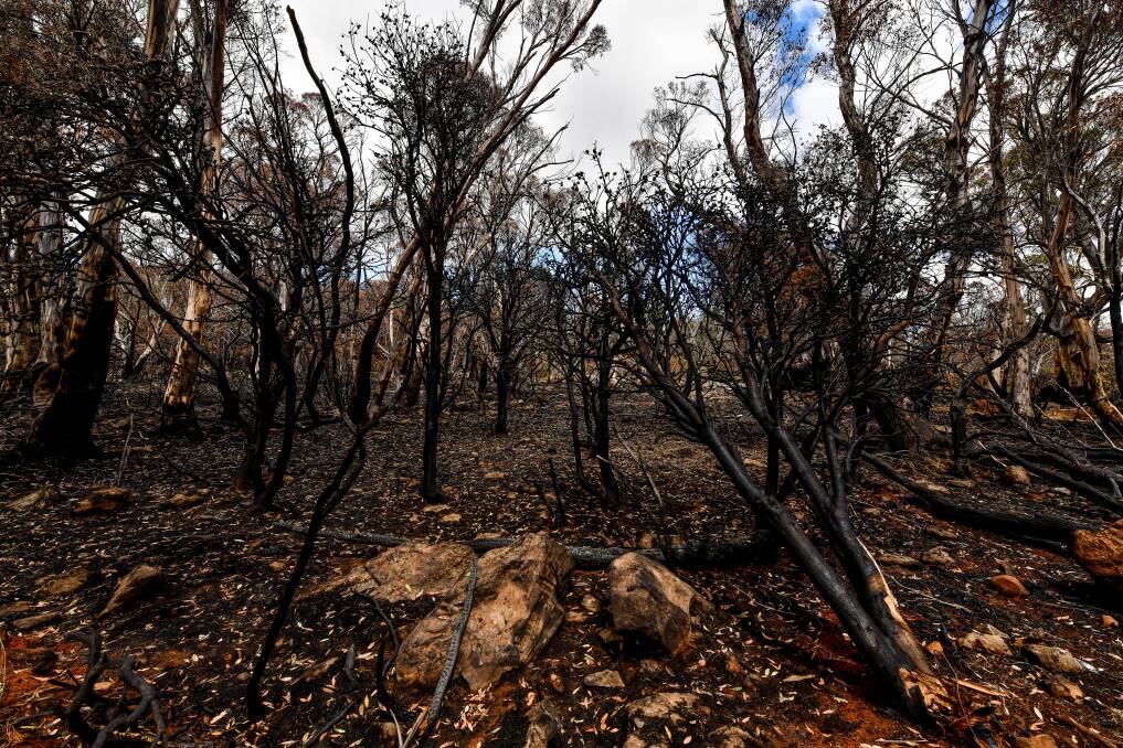 Burnt land after back burning at the back of the Great Lake Hotel during the Great Pine Tier Fire in the Central Highlands. Picture: Scott Gelston 