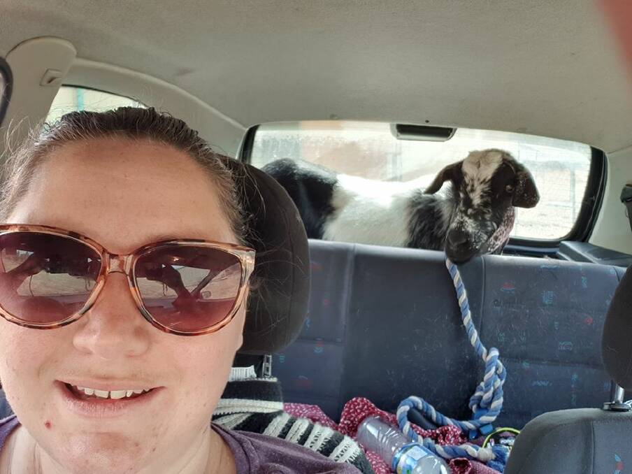 NOT KIDDING: Sarah Pollack transporting William the goat, who was evacuated during the fires around Huonville. Picture: Supplied 