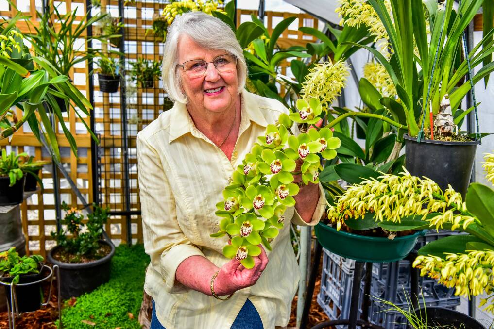 GREEN THUMB: Grower Gloria Grice with her cymbibium, Gentle Touch Bon Bon. Picture: Neil Richardson