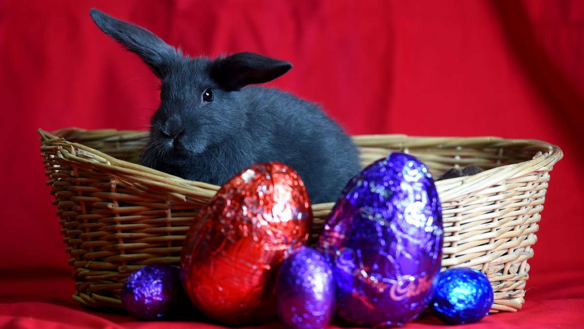 HERO: The Easter Bunny has been busy around Launceston this weekend. Picture: File 