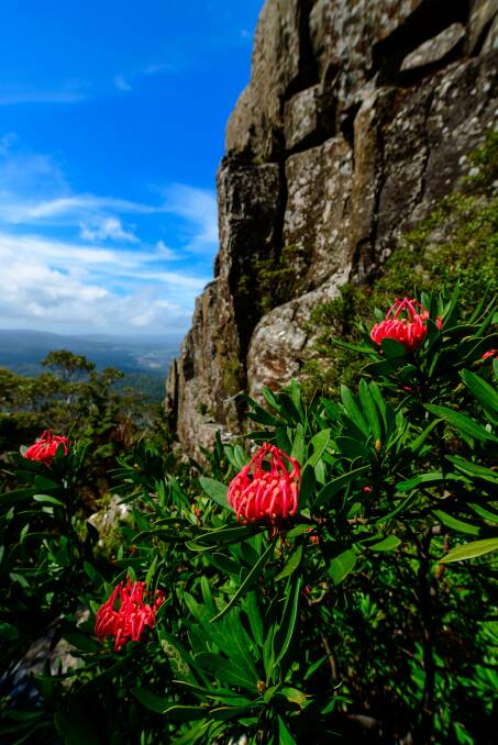 Waratah flowers on Mount Albert. Picture: Scott Gelston 