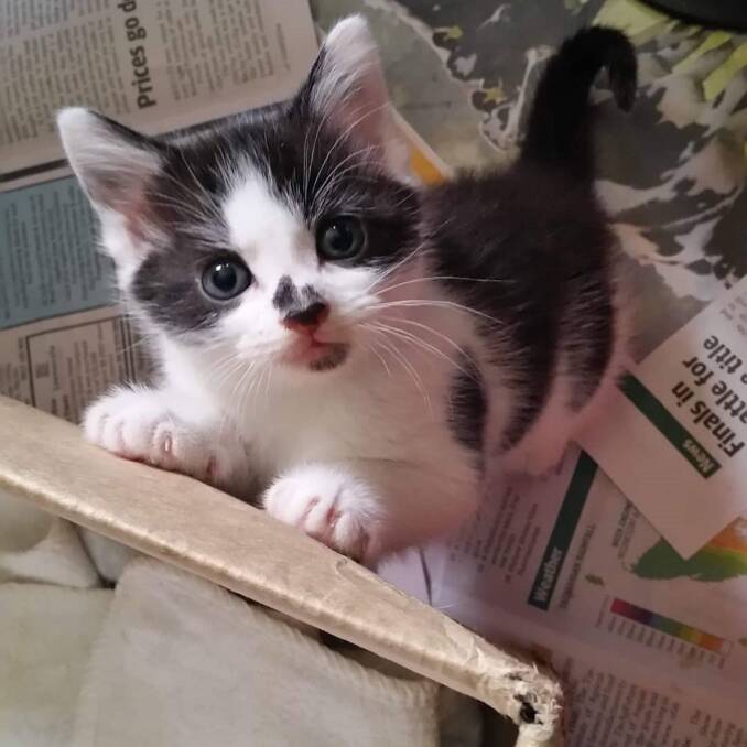 FUNDING NEEDED: This kitten is one my many animals helped by North East Animal Shelter Tasmania. Picture: Supplied