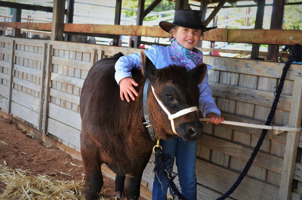 WINNERS ARE GRINNERS: Isabella Hall, 8, and her calf, Cupid, took home Champion Beef Calf at the Scottsdale Show on Saturday. Pictures: Frances Vinall 