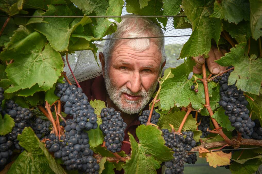 'SUPPORT THE INDUSTRY': Velo Wines manager Rod Thorpe said there had been plenty of volunteers for this year's harvest. Picture: Paul Scambler